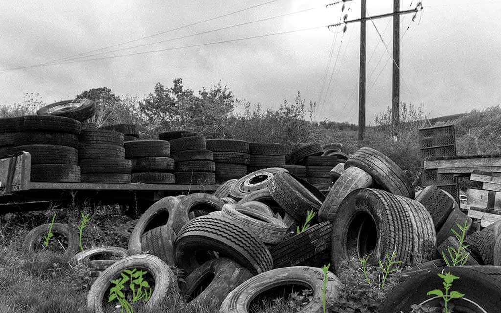 Llantas abandonadas y sin reciclar con plantas saliendo de ellas